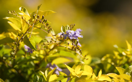 A close up of a purple flower with yellow leaves. The flower is surrounded by green leaves and the overall mood of the image is peaceful and sereneの写真素材