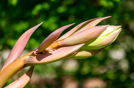 A flower bud is shown in full bloom, with its green and pink petals shining in the sunlight. Concept of growth and renewal, as the bud is in the process of blossoming into a beautiful flowerの写真素材