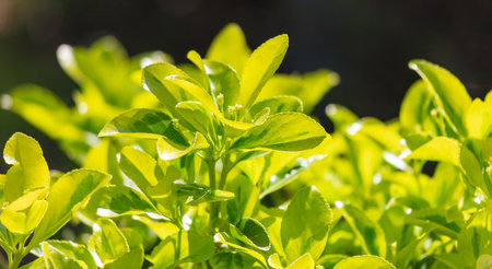A group of leaves with some brown spots on them. The leaves are mostly green, but the brown spots are small and scattered throughout the bunchの写真素材