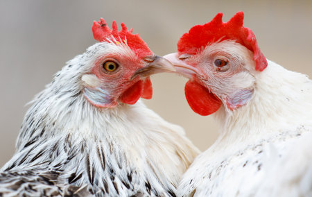Two chickens are laying their heads on each other's necks. Concept of warmth and affection between the two birdsの写真素材