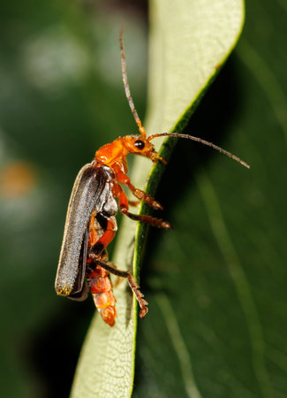 A bug is on a leaf. The bug is orange and black. The leaf is greenの写真素材