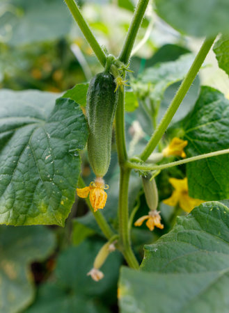 A cucumber plant with cucumbers growing on it. The cucumbers are small and green. The plant is surrounded by green leavesの写真素材