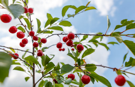 A bunch of red cherries hanging from a tree. The cherries are ripe and ready to be pickedの写真素材