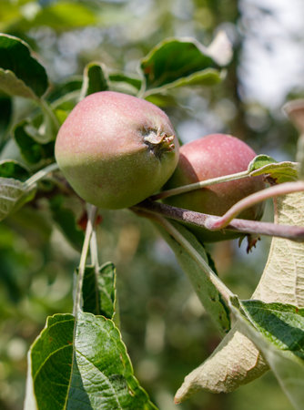 Two apples hanging from a tree branch. The apples are green and red. The apples are ripe and ready to be pickedの写真素材