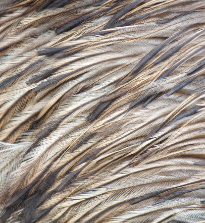 The feathers of a bird are shown in a close up. The feathers are brown and black, and they are arranged in a way that creates a sense of movement and texture. Concept of natural beautyの写真素材
