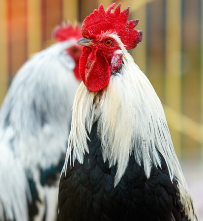 Two roosters with white and black feathers stand next to each other. One of them has a red beakの写真素材