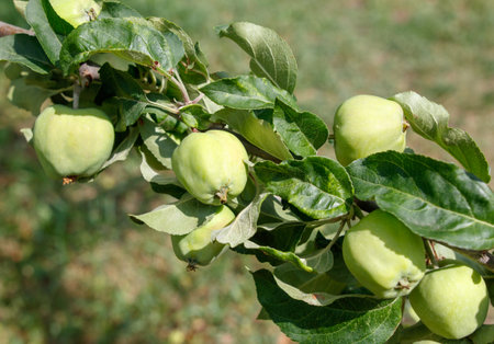 A bunch of green apples hanging from a tree. The apples are ripe and ready to be pickedの写真素材