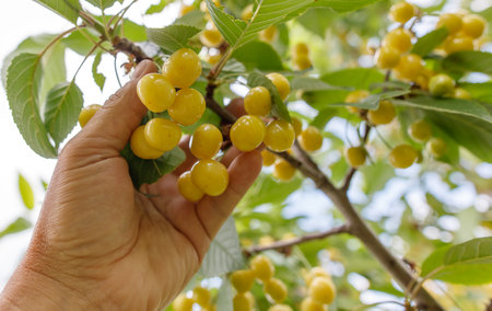 A hand is reaching for a bunch of ripe cherries on a tree. The cherries are yellow and appear to be ready to be pickedの写真素材