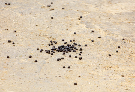 A pile of black droppings on the ground. The droppings are scattered all over the ground, and it looks like they have been there for a whileの写真素材