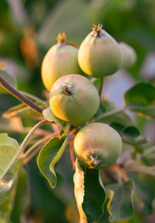 A bunch of green apples hanging from a tree. The apples are not ripe yet.の写真素材