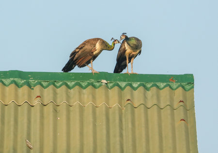 Two birds are standing on a roof, one of which is pecking the other. The scene is peaceful and calm, with the birds seemingly enjoying each other's companyの写真素材