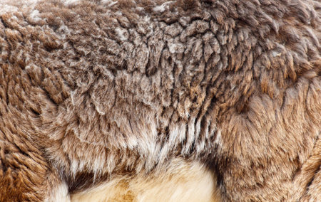 The fur of a brown animal is shown in detail, with a focus on the texture and the way the fur is...