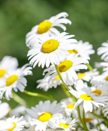 A bunch of white daisies with yellow centers. The flowers are in full bloom and are arranged in a way that they are all facing the same direction. Scene is one of beauty and serenityの写真素材