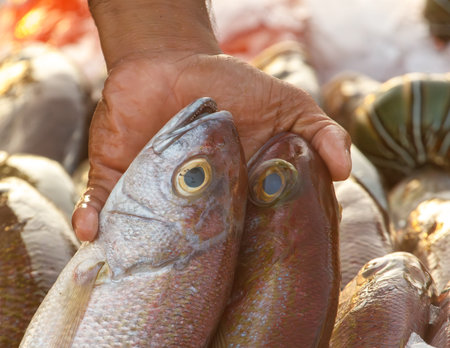 A hand is holding two fish with big eyes. The fish are in a variety of sizes and colors