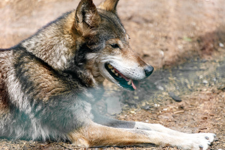 A wolf is laying on the ground with its tongue out. The wolf appears to be relaxed and contentの写真素材
