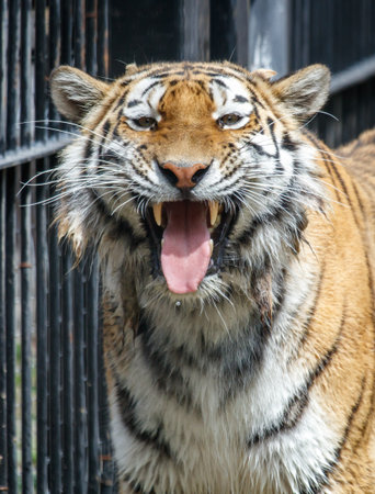 A tiger is standing in front of a fence, with its mouth open and tongue hanging out. The tiger...