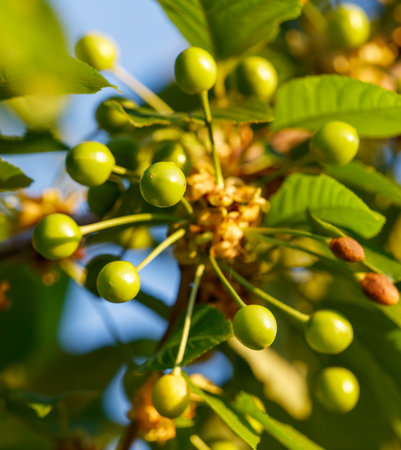 Small cherries on a tree in spring. Close-up.の写真素材