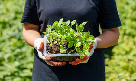 A woman is holding a tray of plants in her hands. The plants are small and green, and they are in a plastic container. The woman is wearing gloves, which suggests that she is taking care of the plantsの写真素材