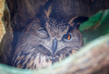 A brown owl with one eye closed and one eye open is sitting in a tree. The owl appears to be in a relaxed and content stateの写真素材