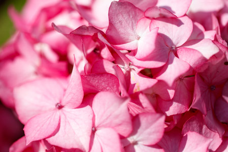 A close up of a pink flower with a pink center and pink petals. The flower is very pretty and has a nice colorの写真素材