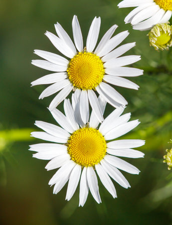 Two white daisies with yellow centers. The yellow centers are the most prominent feature of the flowersの写真素材