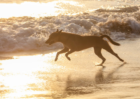 A dog is running on the beach in the sun. The dog is brown and white. The water is choppy and the sky is orangeの写真素材