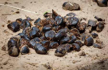 A pile of black rocks on a sandy beach. The rocks are scattered and piled up in various sizes. The scene gives off a sense of mystery and intrigueの写真素材