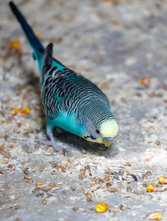 A blue and gray bird is eating seeds on the ground. The bird is small and has a yellow beakの写真素材