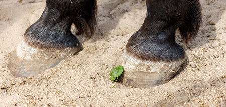 The hooves of a horse on a sandy beach. The hooves are black and white, and the sand is brown. The horse's hooves are surrounded by a green small plantの写真素材