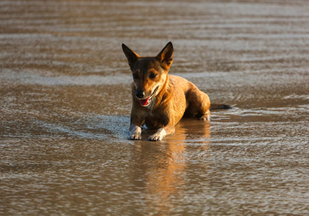 A dog is sitting in the water, looking at the camera. The water is murky and the dog appears to be enjoying itselfの写真素材