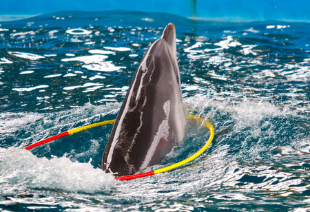 A dolphin is swimming in a pool with a yellow and red hoop. The dolphin is swimming with the hoop in its mouthの写真素材