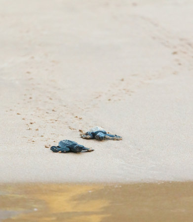 The turtles hatch from their eggs and crawl along the sand towards the ocean.の写真素材