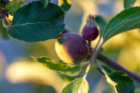 Small apples on a tree in spring. Close-up.の写真素材