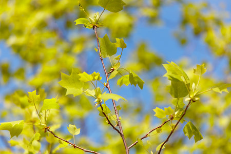 A tree with green leaves and a blue sky in the background. The leaves are in full bloom, and the tree is tall and slender. Concept of growth and vitality, as the tree is reaching towards the skyの写真素材