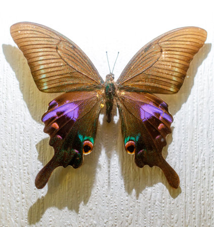 A butterfly with purple and gold wings is sitting on a white wall. The butterfly is the center of attention and the colors of its wings create a sense of vibrancy and beautyの写真素材