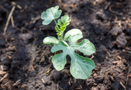 A small plant with green leaves is growing in the dirt. The plant is small and has a leafy appearanceの写真素材