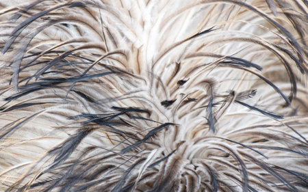 The feathers of a bird are shown in a close up. The feathers are brown and black, and they are arranged in a way that creates a sense of movement and texture. Concept of natural beautyの写真素材