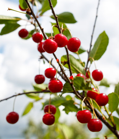 A bunch of red cherries hanging from a tree. The cherries are ripe and ready to be pickedの写真素材