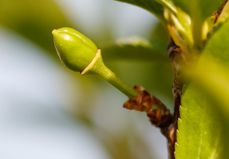 A small green bud is growing on a leafの写真素材