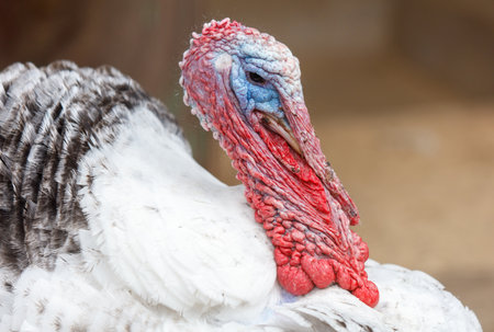 A turkey with a red beak and red feathers on its head. The turkey is standing in a fieldの写真素材