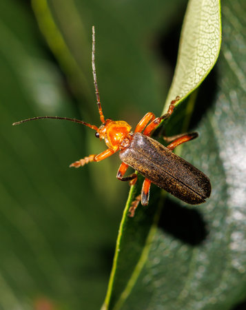 A brown and orange bug is sitting on a leaf. The bug is small and brown with orange markingsの写真素材