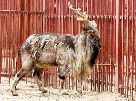 A goat with a long beard and a large horn stands in front of a red fence. The goat appears to be looking at something in the distanceの写真素材