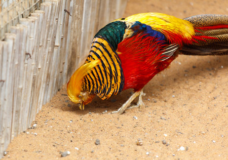 A colorful bird with a long tail is eating in the sand. The bird is yellow and red with a black beakの写真素材