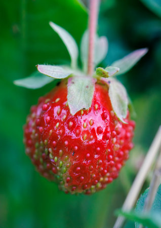 A red strawberry with green leaves. The strawberry is small and has a lot of little dots on itの写真素材