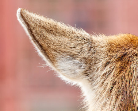 The back of a furry animal with a long, pointy tail. The tail is brown and white, and it is quite long. The animal's fur is thick and fluffy, giving it a warm and cozy appearanceの写真素材