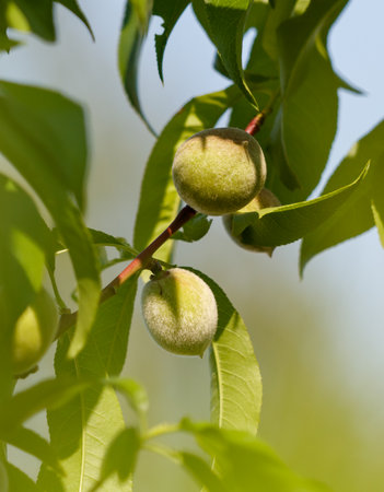 Two peaches hanging from a tree branch. The peaches are green and have a fuzzy textureの写真素材