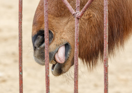 A camel is licking its own tongue. The image has a lighthearted and playful mood. The camel appears to be enjoying itself as it licks its tongueの写真素材