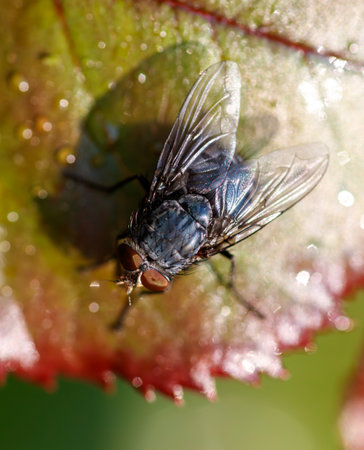 A blue and black fly is sitting on a leaf. The leaf is wet and the fly is resting on itの写真素材