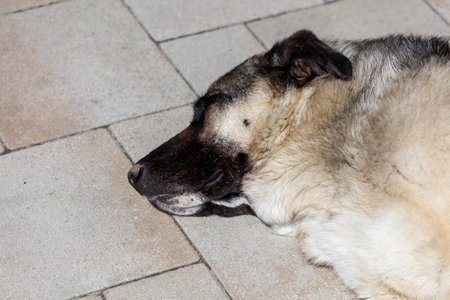 A dog is laying on the ground with its head down. The dog is brown and white. The dog is not movingの写真素材