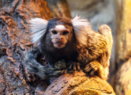 A monkey with a white face and black hair is sitting on a rock. The monkey has a white tuft of hair on its headの写真素材
